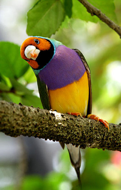 นกฟินช์..สัตว์ปีกสีสันสวยงาม ธรรมชาติสร้างเหนือคำบรรยาย