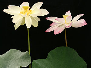 สายพันธุ์ใหม่ของโลกบัวจันทร์โกเมนมี3สีในหนึ่งดอก