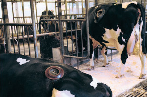 การเจาะหน้าท้องวัวเพื่อนำเอาอาหารในกระเพาะออกมาวิจัยของมหาวิทยาลัยออฮุส